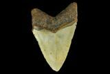 3.98" Fossil Megalodon Tooth - North Carolina - #131567-2